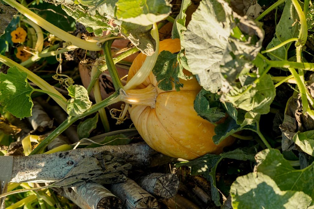The Power of Pumpkin Leaves (Ugu)