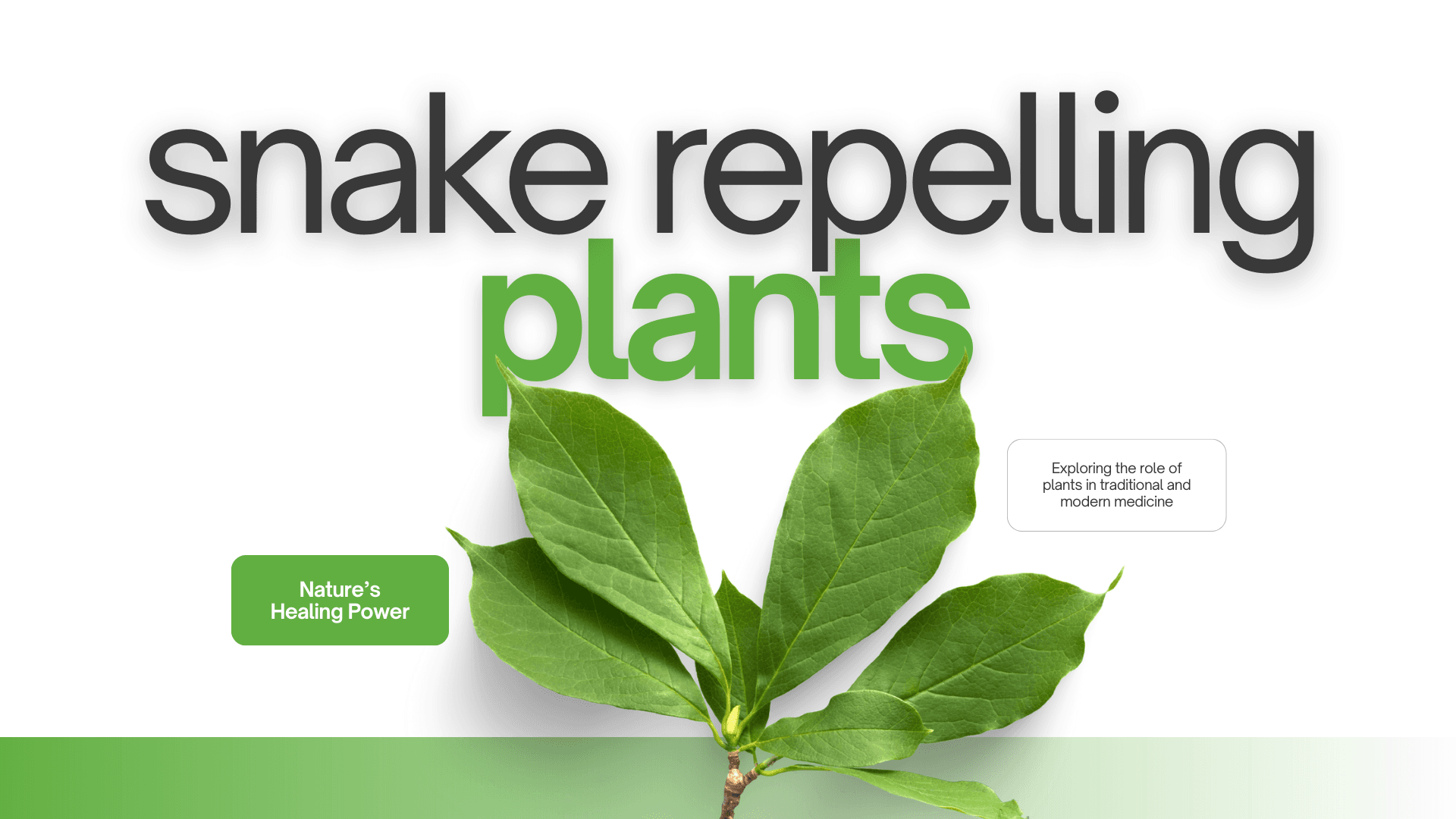 Plants That Repel and Attracts Snakes